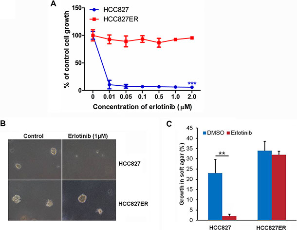 HCC827ER cells are resistant to erlotinib.