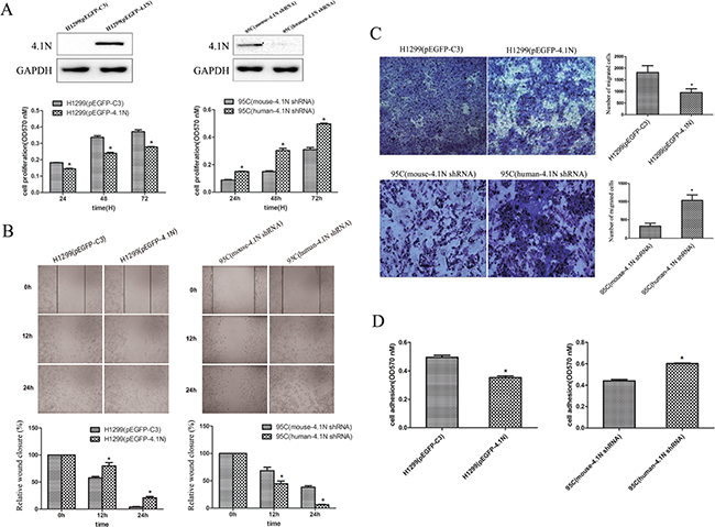 Anti-tumor effects of 4.1N on the proliferation, migration and adhesion in H1299 and 95C cells in vitro.