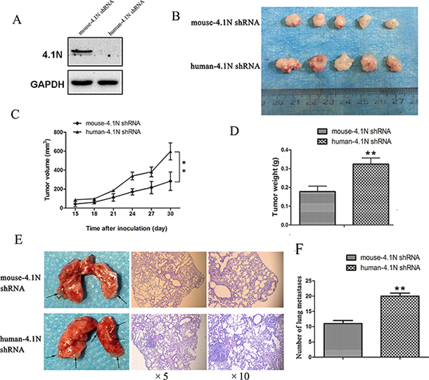 Anti-tumor effects of 4.1N were evaluated in the nude mice.