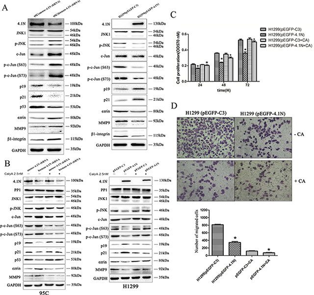 Effects of 4.1N on the expression of JNK-c-Jun signaling in NSCLC cell lines.