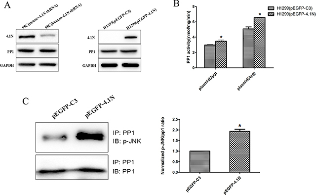 Effects of 4.1N on the expression and activity of PP1 in NSCLC cell lines.
