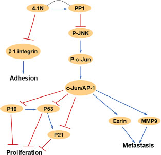 This schematic diagram summarizes the relationships of 4.1N and related JNK-c-Jun signaling molecules in this study, which are associated with cell proliferation, migration and adhesion.