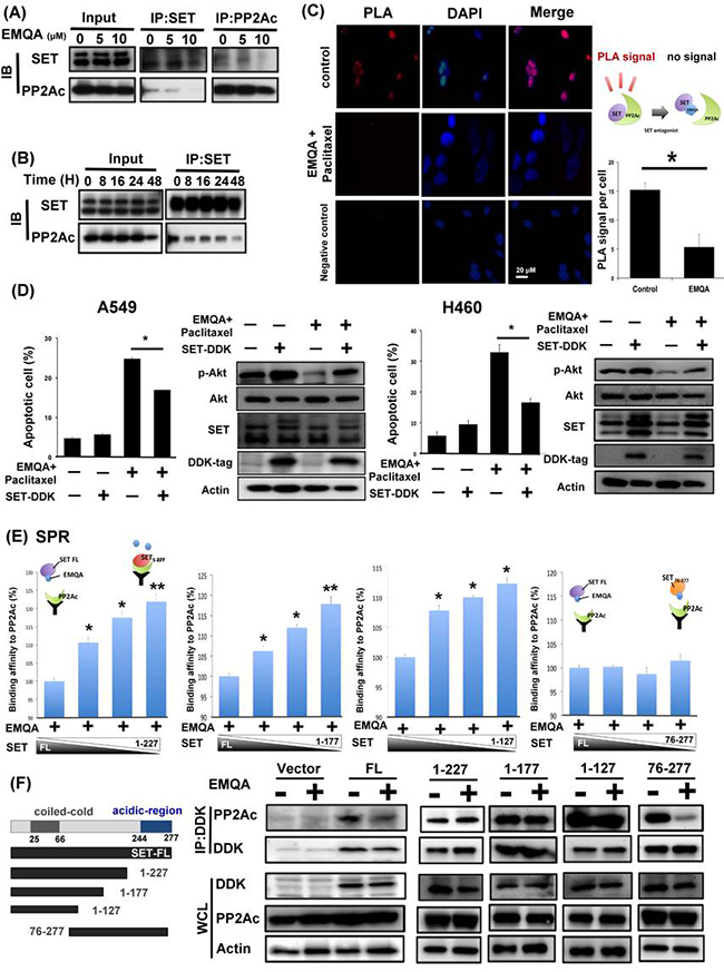 EMQA reactivates PP2A in NSCLC cells by disrupting the SET-PP2Ac binding.