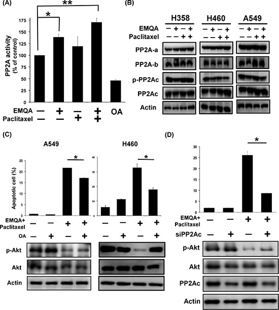 Validation of the role of PP2A in the cytotoxic effects of EMQA and paclitaxel combination treatment.