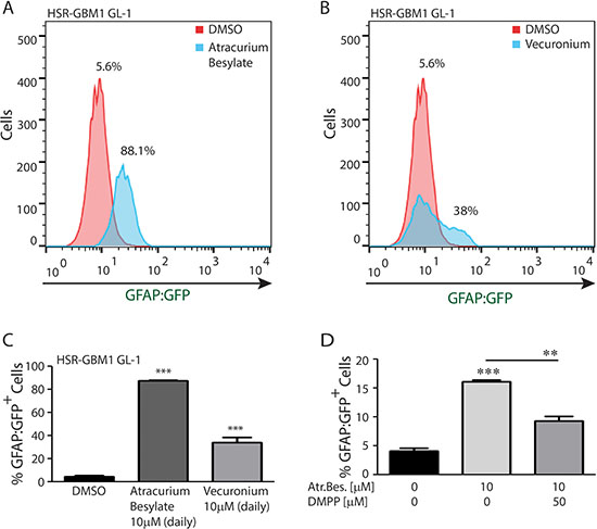 nAChR perturbations promote GSC astroglial differentiation.