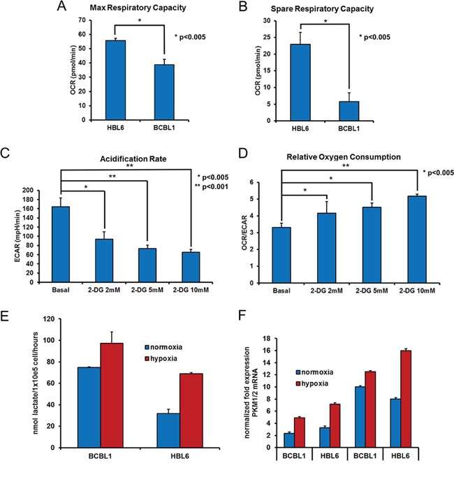 Hypoxia increases the glycolytic flux in PEL cells.