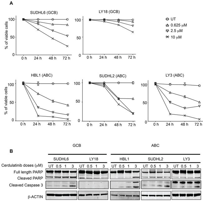 Cerdulatinib induces apoptosis in both GCB and ABC subtypes of DLBCL cell lines via caspase 3 and PARP cleavage.