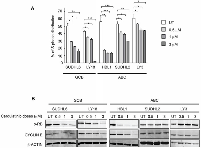 Cerdulatinib blocks cell cycle in both ABC and GCB subtypes of DLBCL via inhibition of RB phosphorylation and down-regulation of cyclin E.