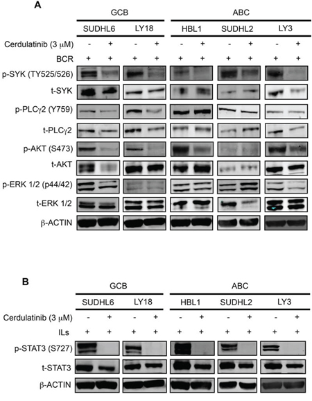 Cerdulatinib blocks JAK/STAT and BCR signaling in both ABC and GCB DLBCL cell lines.