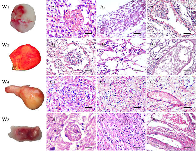 General appearance and H&amp;E stain of explanted scaffolds after 1 to 8 weeks.