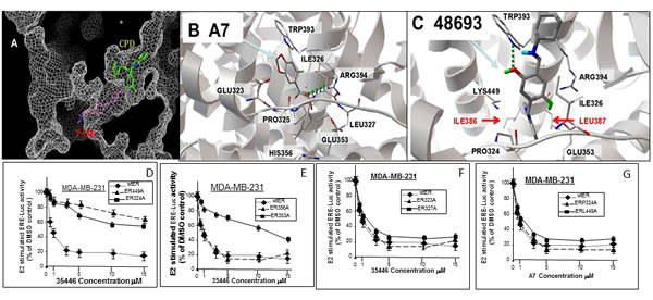 Interaction of new compounds with ER.