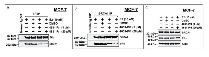 Compound 4631-P/1 disrupts the BRCA1/ER interaction in MCF-7 cells.