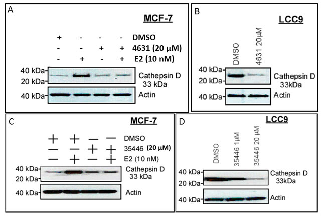 Compounds 4631-P/1 and 35466-L/1 inhibit ER-dependent expression of cathepsin D.