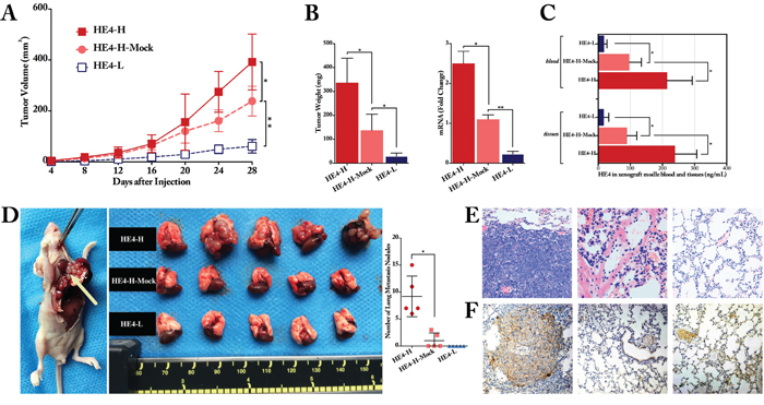 HE4 contributed to ovarian cancer cell progression and metastasis in vivo.