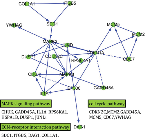 Interaction network of the differentially expressed genes in MAPK, ECM-receptor interaction and cell cycle pathways.