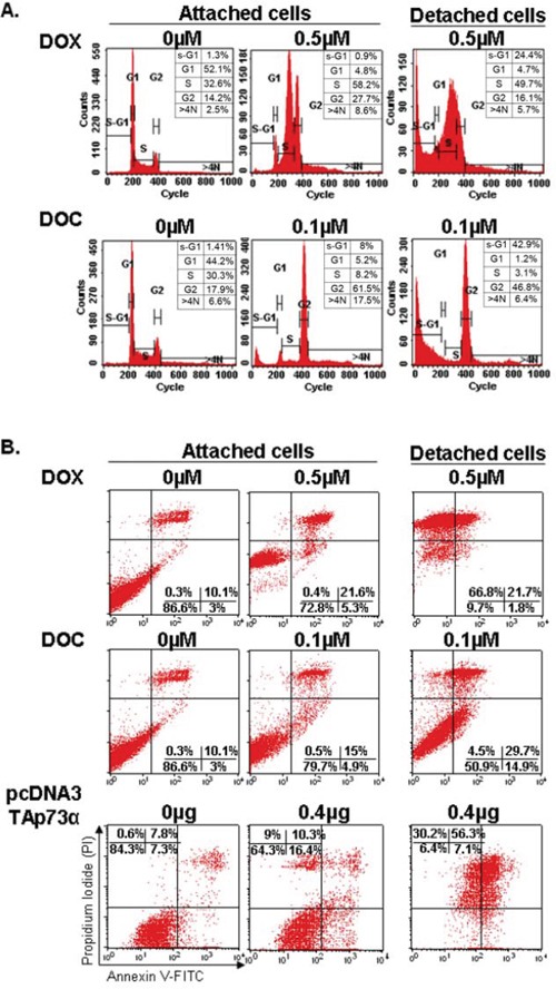 Cell cycle analyses and apoptosis detection in the ZR75&#x2013;1 cell line by flow cytometry.