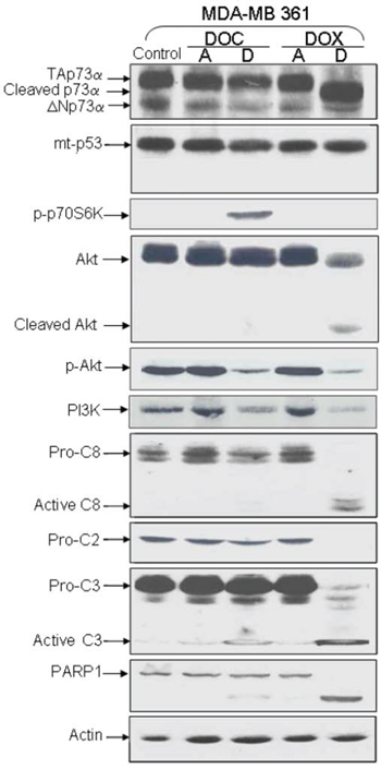 Analysis of protein expression in deficient-p53 MDA-MB 361 following DOX or DOC treatment.