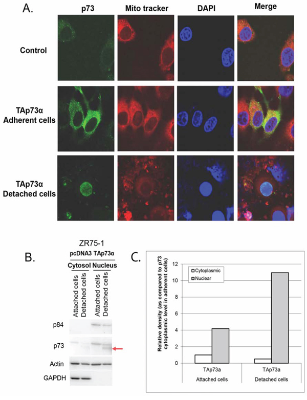 Subcellular localization of p73 forms in ZR75&#x2013;1 cells.