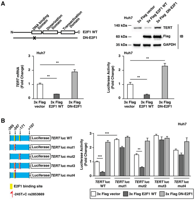 E2F1 is a TERT transcriptional repressor in Huh7 cells without rs2853669.