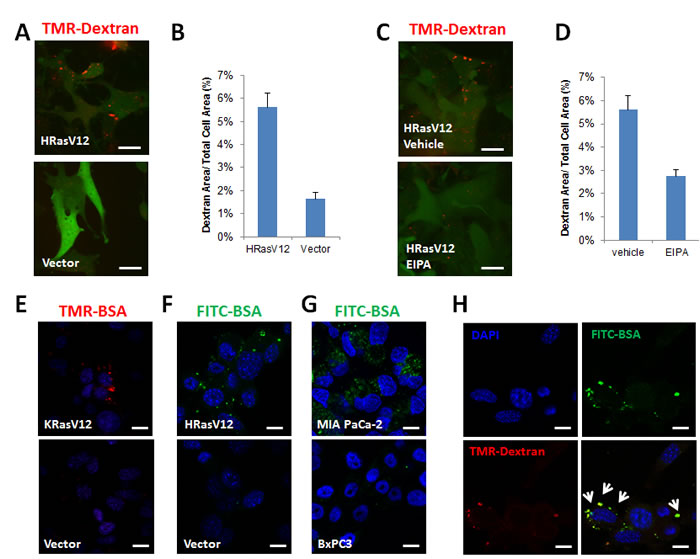 Oncogenic Ras-expression induces macropinocytosis and increases the uptake of extracellular proteins.