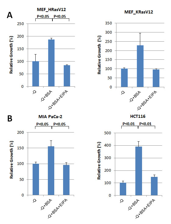 Oncogenic Ras-induced macropinocytosis contributes to cellular growth under nutrient deficiency.