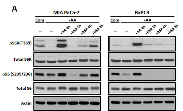 Oncogenic Ras-induced macromolecule degradation activates cellular nutrient sensing pathways.