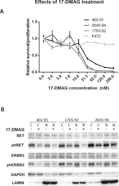 In vitro effects of 17-DMAG treatment.