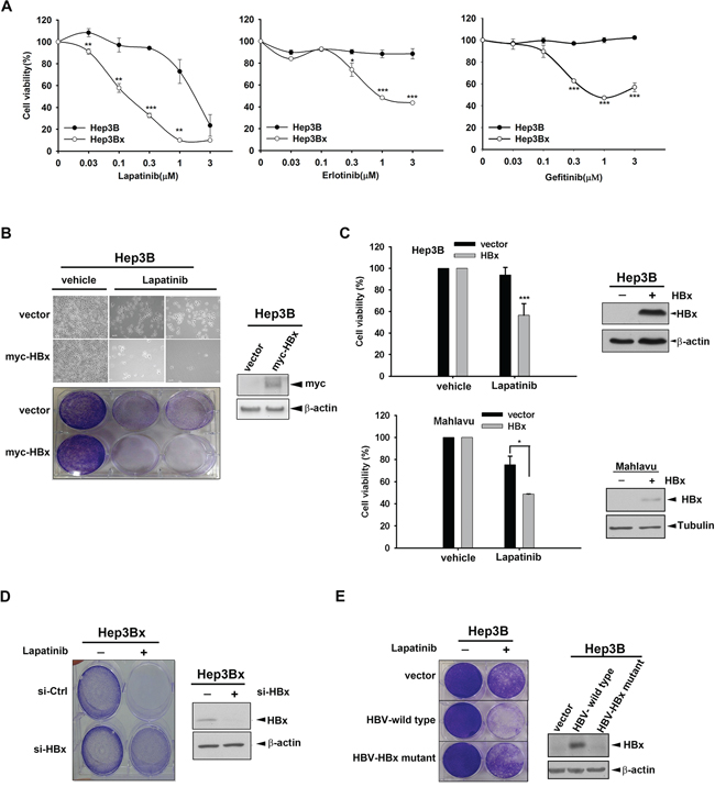 HBx overexpression sensitizes HCC cell lines to EGFR/ErbB2 TKIs.