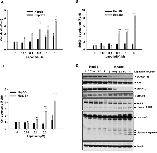 HBx enhanced the sensitization of Hep3B cells to lapatinib-induced apoptosis.