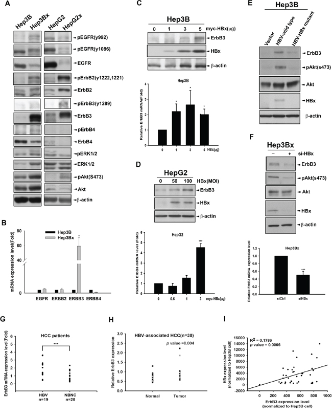 HBx up-regulates ErbB3 expression at both mRNA and protein levels.