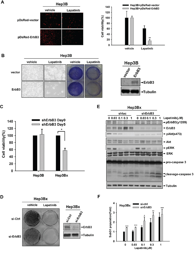 Overexpression of ErbB3 sensitized Hep3B cells to lapatinib.