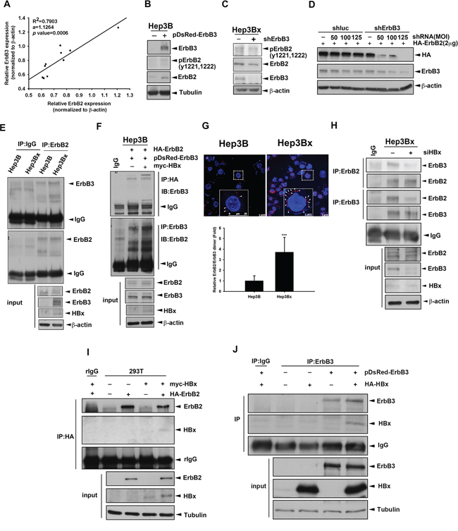 Overexpression of HBx enhanced the dimerization of ErbB2 and ErbB3.