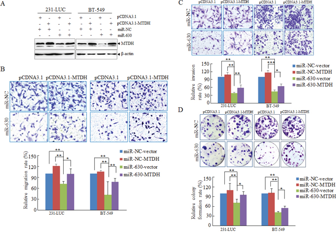 MTDH partially mediates pathology functions of miR-630 in breast cancer.