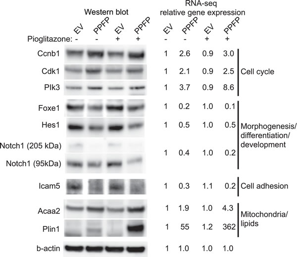 Western blot analysis and RNA-seq expression data of selected genes in PPFP and EV cells cultured without and with pioglitazone.