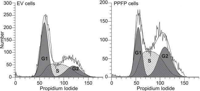 DNA content analysis of EV and PPFP cells.