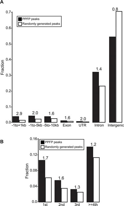 Annotation of PPFP peaks versus randomly generated peaks, relative to genic and intergenic regions.