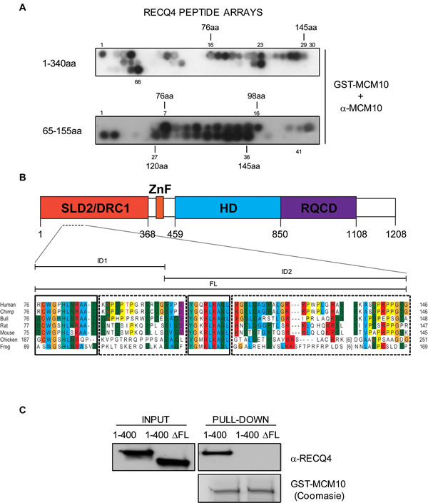 Mapping of the RECQ4-MCM10 interaction domain in RECQ4.