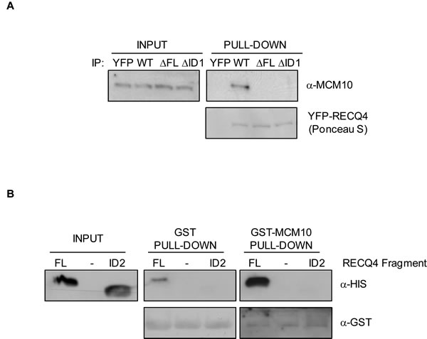Characterisation of the RECQ4-MCM10 interaction in human cells.