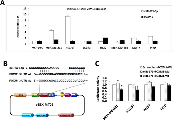 miR-671-5p targets FOXM1 in breast cancer cell lines.