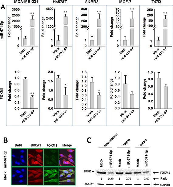 miR-671-5p negatively regulates FOXM1 expression in breast cancer cell lines.