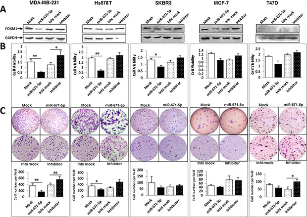 miR-671-5p inhibits proliferation and decreases invasive ability of breast cancer cell lines.