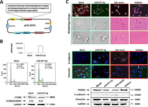 miR-671-5p induces S-phase arrest and inhibits EMT.