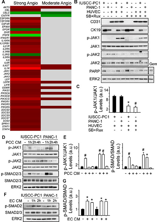 Angiogenic PDACs are enriched in JAK-STAT signaling genes.