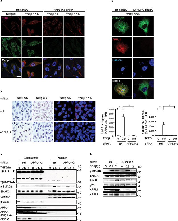 APPL proteins are involved in the nuclear translocation of T&#x03B2;RI-ICD and in TGF&#x03B2; signalling.