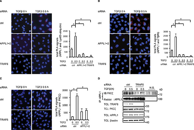 TRAF6 promotes the formation of the T&#x03B2;RI-APPL1 complex.