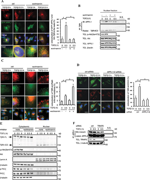 APPL proteins are necessary for trafficking of T&#x03B2;RI-ICD from the cell membrane to the nucleus.