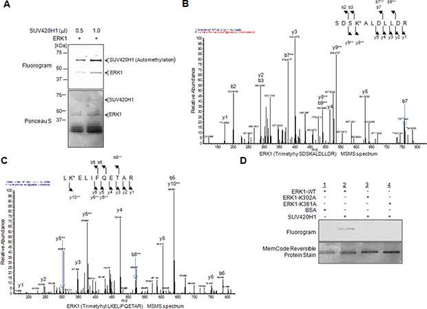 SUV420H1 methylates ERK1 in vitro.