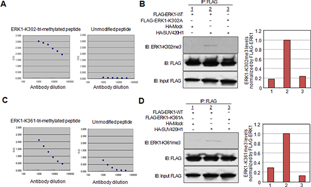 Confirmation of lysine 302 and lysine 361 methylation by specific antibodies in vivo.