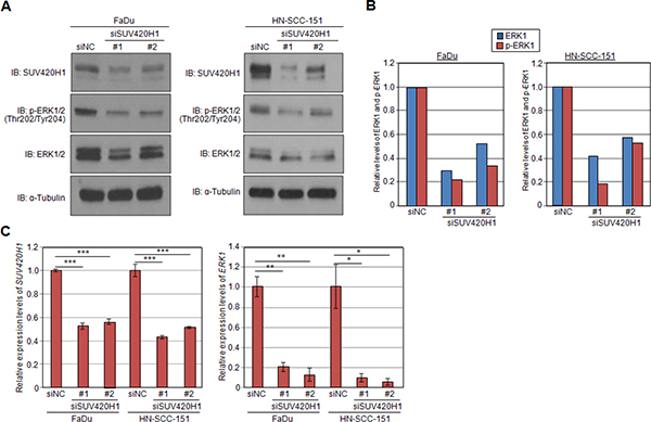 SUV420H1 knockdown attenuates levels of p-ERK1 and ERK1 expression.