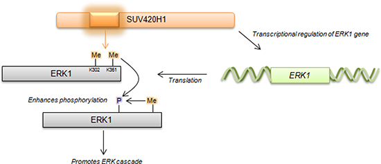 Proposed schematic of SUV420H1-mediated methylation on ERK1 activity.